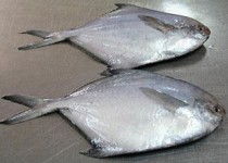 水產(chǎn)品深加工招商 抓住藍(lán)色經(jīng)濟(jì)機(jī)遇，共創(chuàng)財(cái)富未來