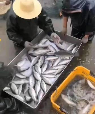 漲跌互現中的市場博弈 加州鱸魚后市價格走勢前瞻