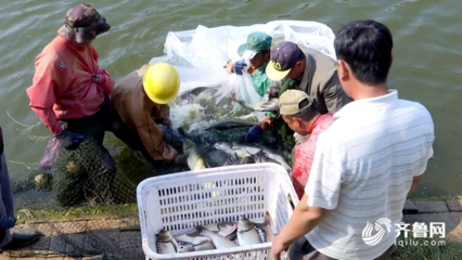 魚躍人歡慶豐收 聊城“扶貧魚”帶動水產品收購熱