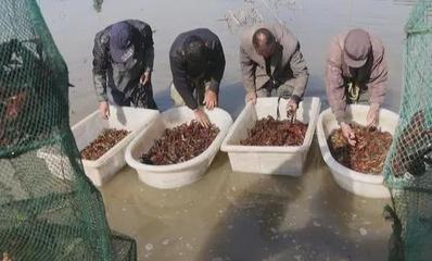 水產品價格過山車 養殖戶遇“寒冬”，消費者嘆“吃不起”