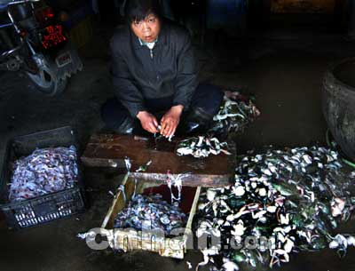 從死牛蛙到“田雞” 水產品收購鏈條中的加工環節解析