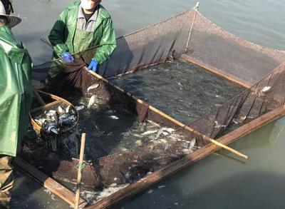 春回大地潤江流 崇明19萬尾魚苗入江記